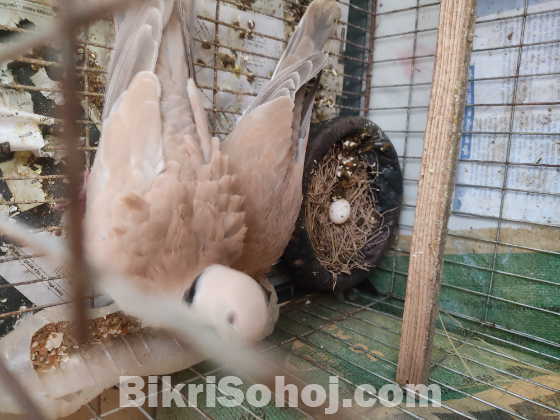 Australian running dove